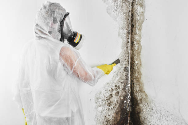 Best Same-Day Mold Removal  in Stuart, IA