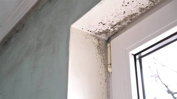 Best Residential Mold Removal  in Stuart, IA