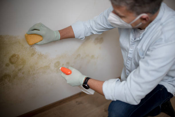 Best Mold Remediation Experts  in Stuart, IA