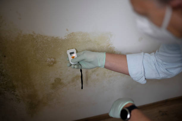 Best Office Mold Removal Services  in Stuart, IA