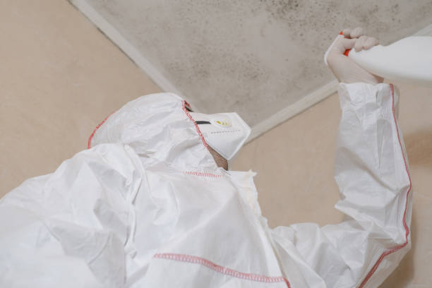 Best Toxic Mold Removal  in Stuart, IA