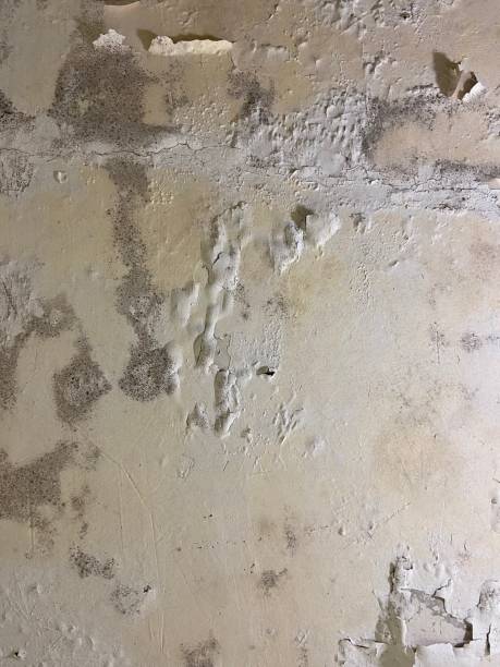 Best Affordable Mold Removal  in Stuart, IA