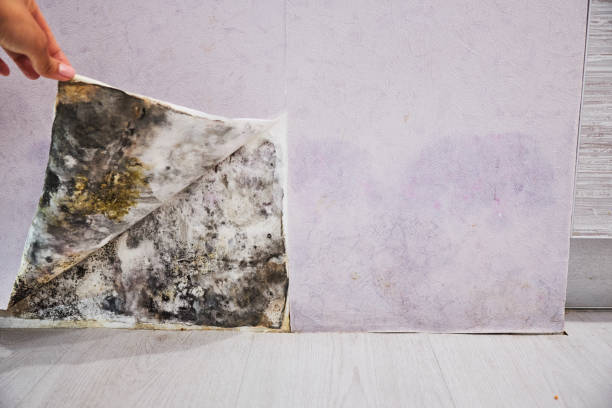 Best Mold Damage Repair  in Stuart, IA